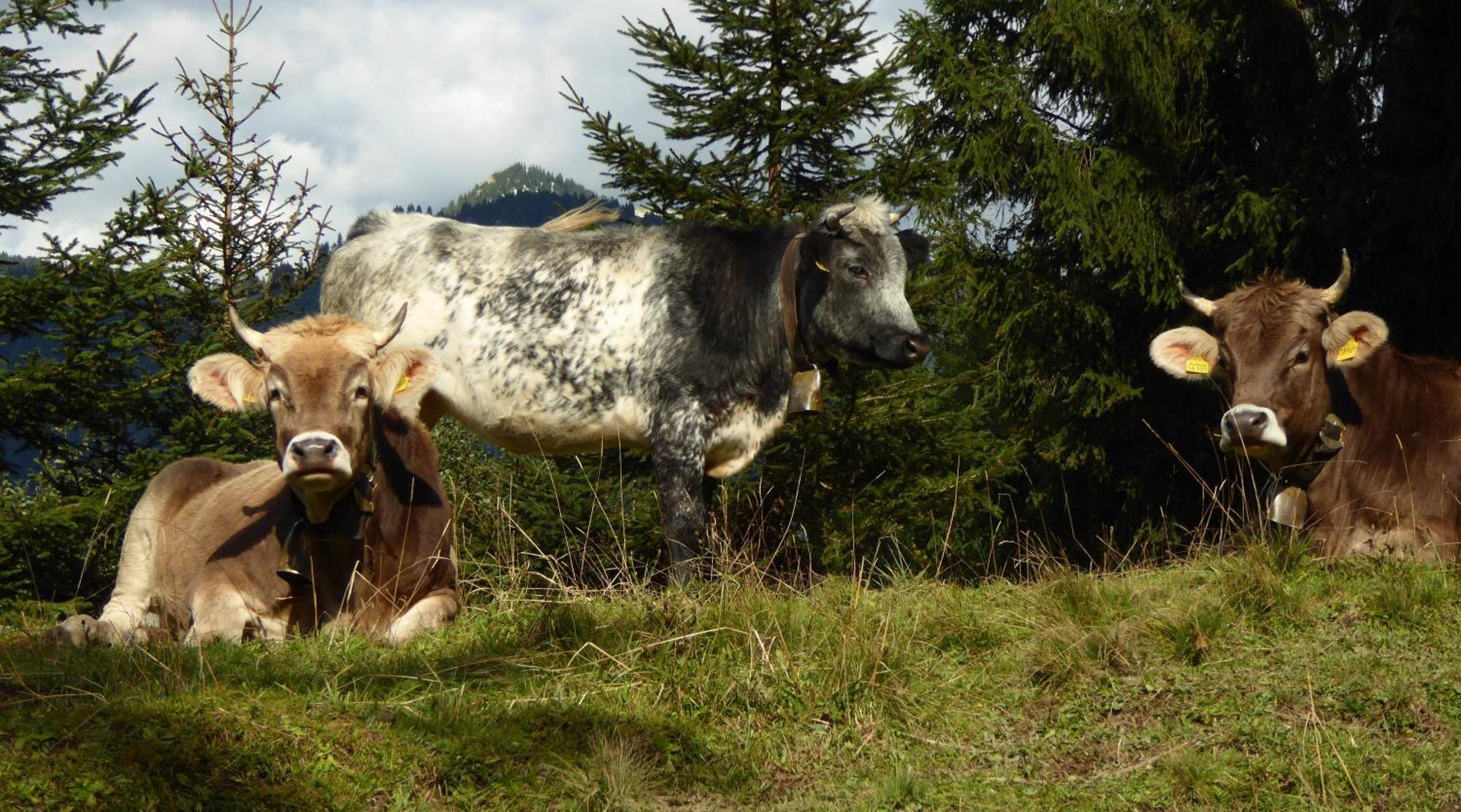 Berggasthof Sonne Allgaeu ซอนโทเฟิน ภายนอก รูปภาพ