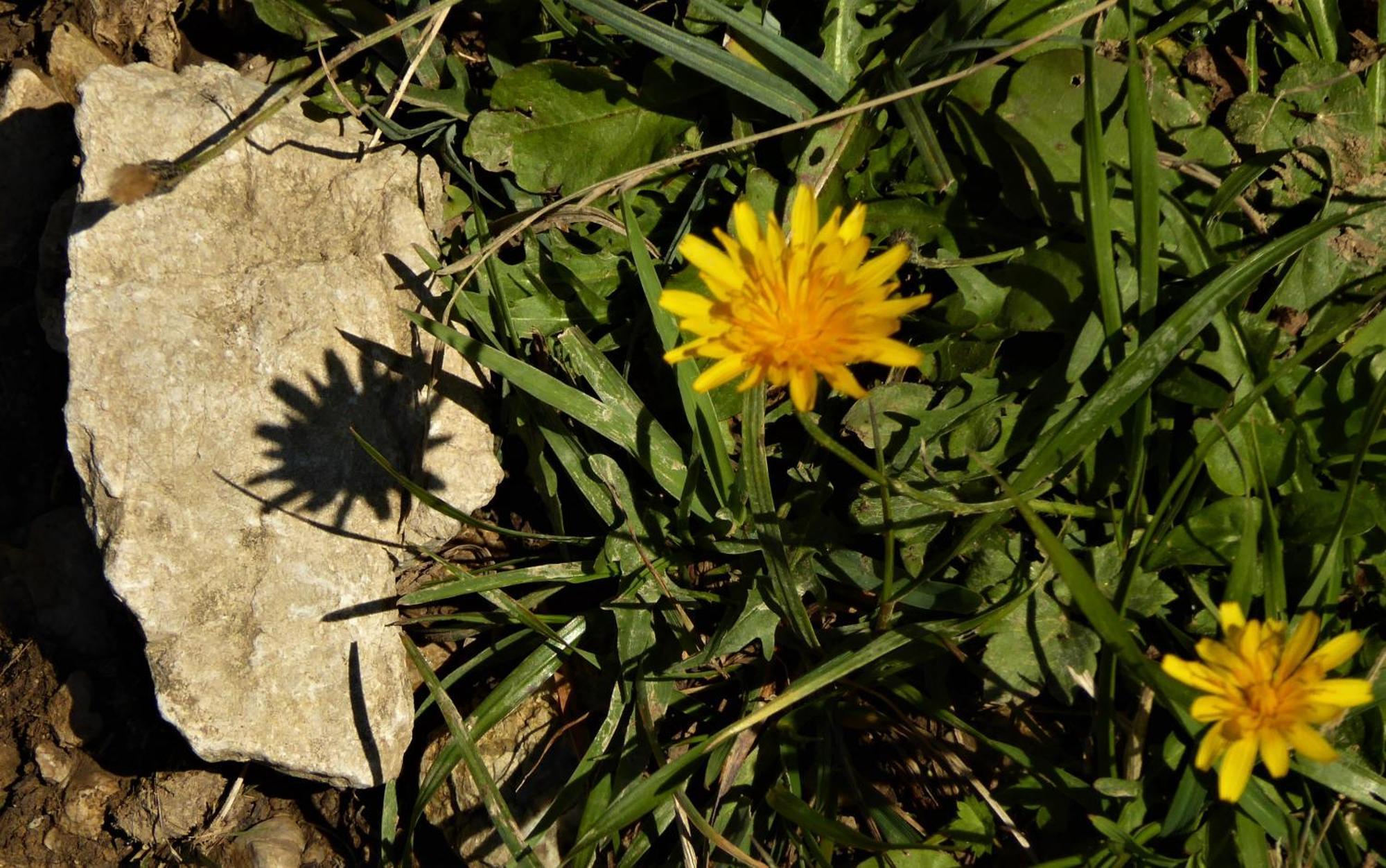 Berggasthof Sonne Allgaeu ซอนโทเฟิน ภายนอก รูปภาพ